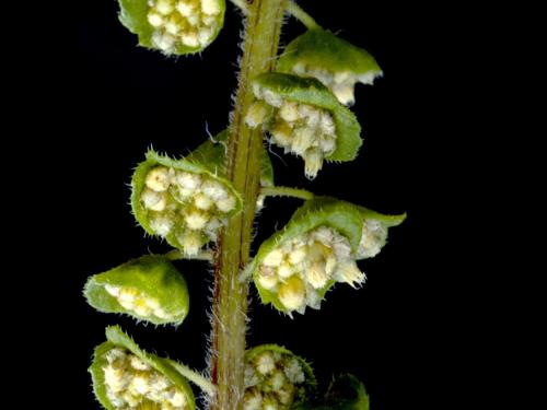 Petite herbe à poux (Ambrosia artemisiifolia)_12