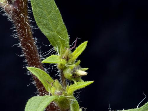 Petite herbe à poux (Ambrosia artemisiifolia)_13