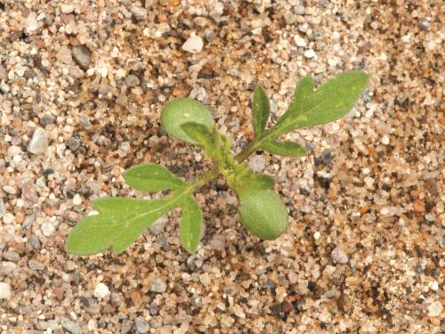 Petite herbe à poux (Ambrosia artemisiifolia)_18