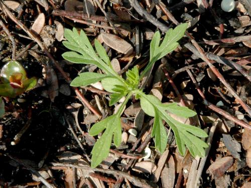 Petite herbe à poux (Ambrosia artemisiifolia)_19