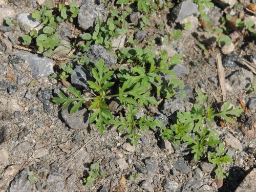 Petite herbe à poux (Ambrosia artemisiifolia)_33