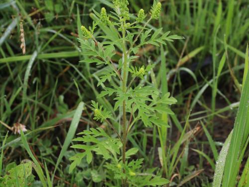 Petite herbe à poux (Ambrosia artemisiifolia)_36