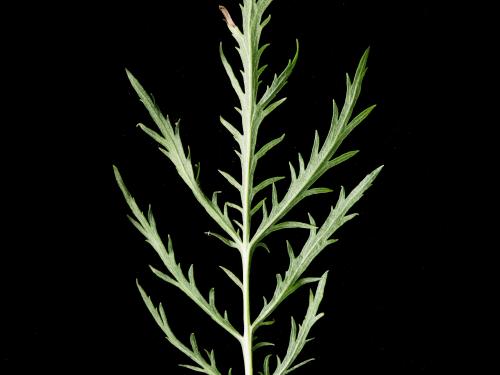 Armoise bisannuelle(Artemisia biennis)_10