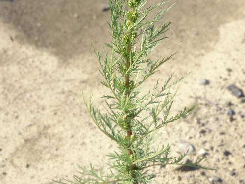 Armoise bisannuelle(Artemisia biennis)_12