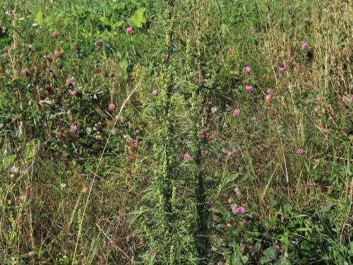 Armoise bisannuelle(Artemisia biennis)_18