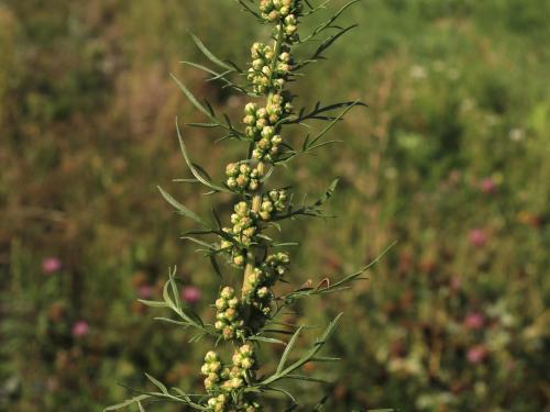 Armoise bisannuelle(Artemisia biennis)_19