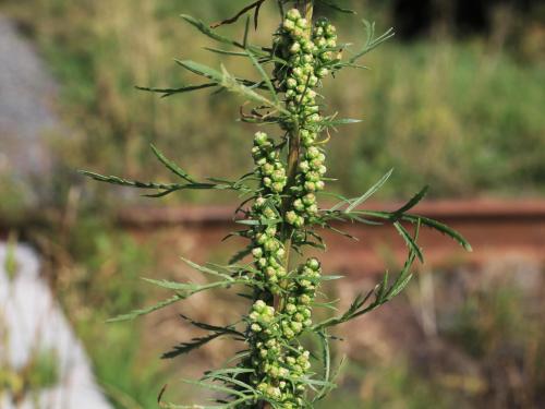 Armoise bisannuelle(Artemisia biennis)_20