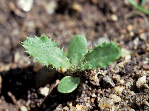 Chardon champs(Cirsium arvense)_3