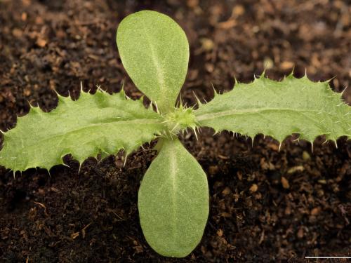 Chardon champs(Cirsium arvense)_15