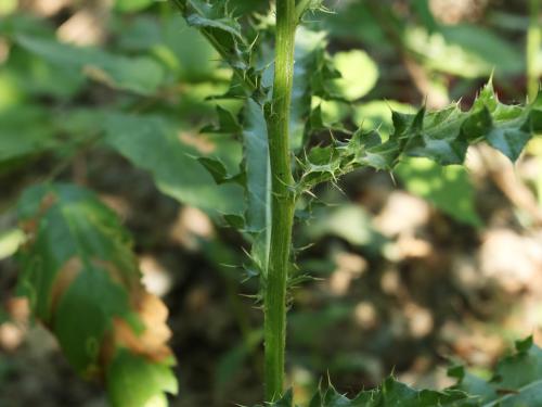 Chardon champs(Cirsium arvense)_18