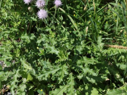 Chardon champs(Cirsium arvense)_19