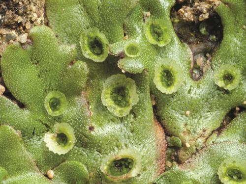 Hépatique fontaines (Marchantia polymorpha)_4