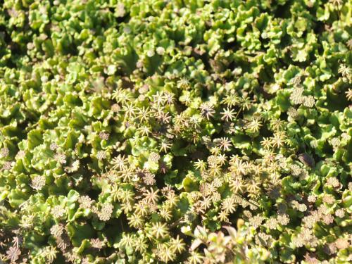 Hépatique fontaines (Marchantia polymorpha)_10