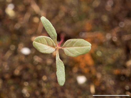 Amarante à racine rouge(Amaranthus retroflexus)_14