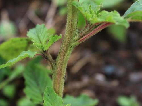 Amarante à racine rouge(Amaranthus retroflexus)_17