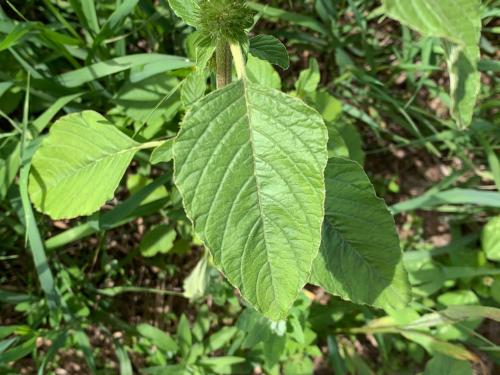 Amarante à racine rouge(Amaranthus retroflexus)_18