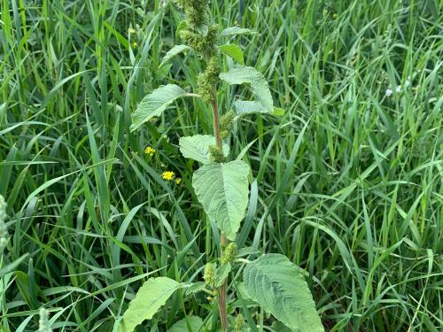 Amarante à racine rouge(Amaranthus retroflexus)_19