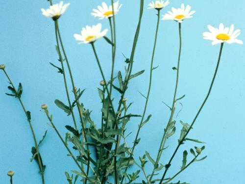 Marguerite blanche (Leucanthemum vulgare)_5