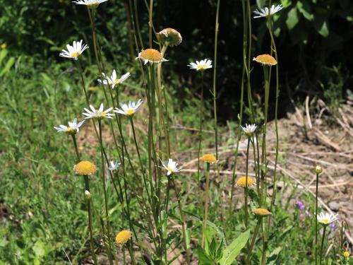 Marguerite blanche (Leucanthemum vulgare)_16