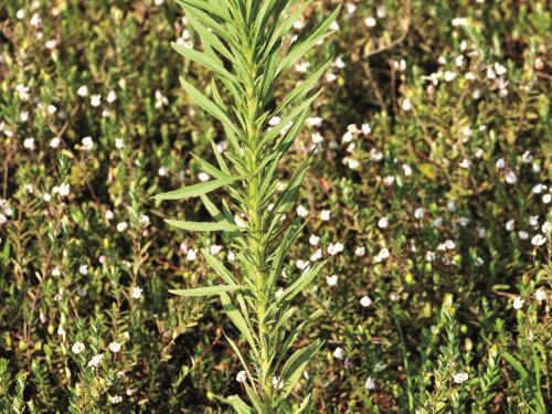 Vergerette du Canada(Erigeron canadensis)_10