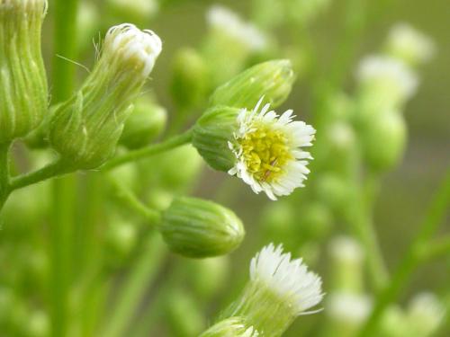 Vergerette du Canada(Erigeron canadensis)_14