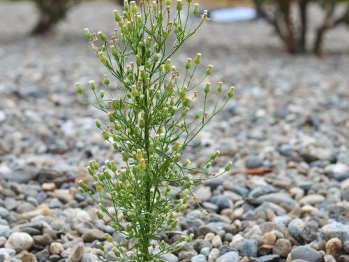 Vergerette du Canada(Erigeron canadensis)_19