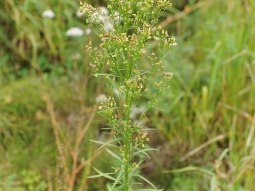 Vergerette du Canada(Erigeron canadensis)_26