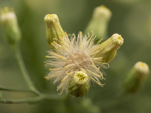 Vergerette du Canada(Erigeron canadensis)_29