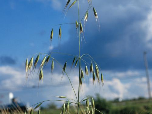 Folle avoine (Avena fatua)_6