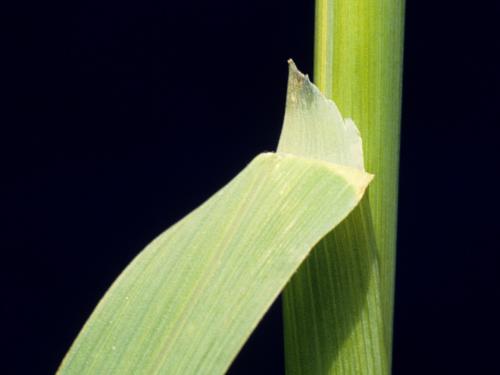 Folle avoine (Avena fatua)_7