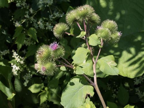 Grande bardane (Arctium lappa)_2