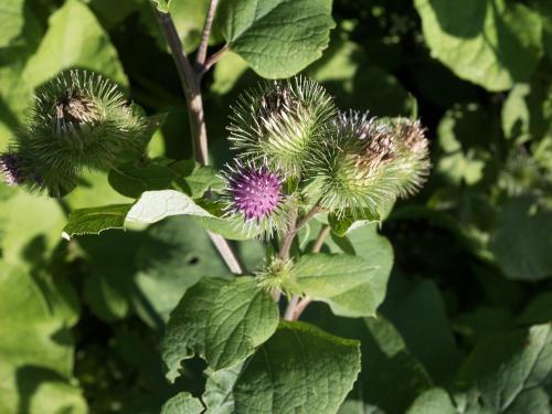 Grande bardane (Arctium lappa)_10