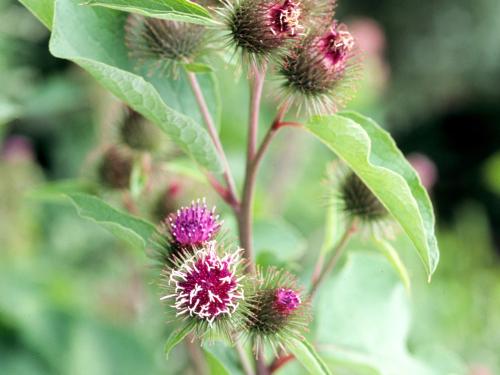 Petite bardane (Arctium minus)_5