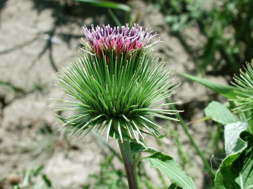 Petite bardane (Arctium minus)_11