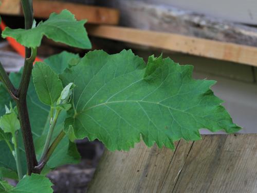 Petite bardane (Arctium minus)_16