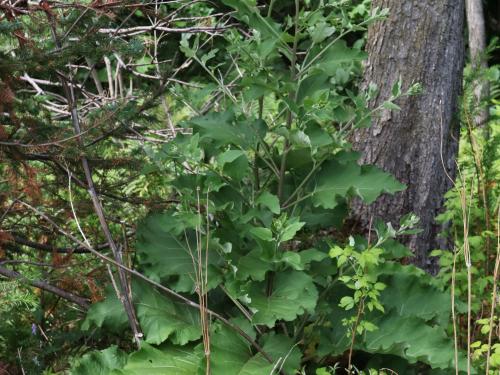 Petite bardane (Arctium minus)_17