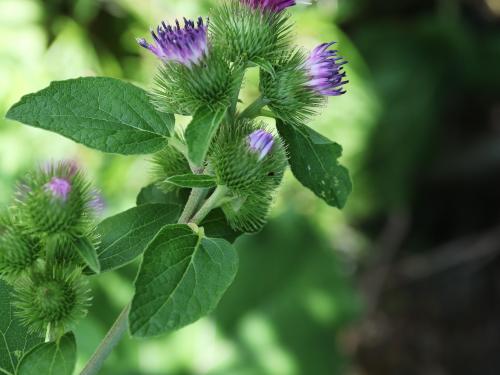 Petite bardane (Arctium minus)_19