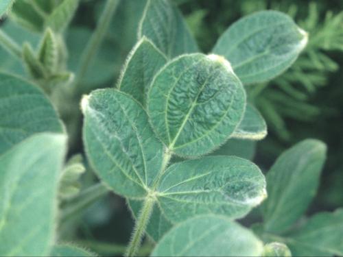 Soya - dicamba (4)_2