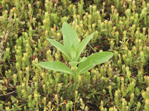 Asclépiade commune (Asclepias syriaca)_8