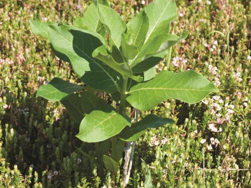 Asclépiade commune (Asclepias syriaca)_9