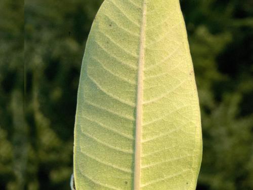 Asclépiade commune (Asclepias syriaca)_12