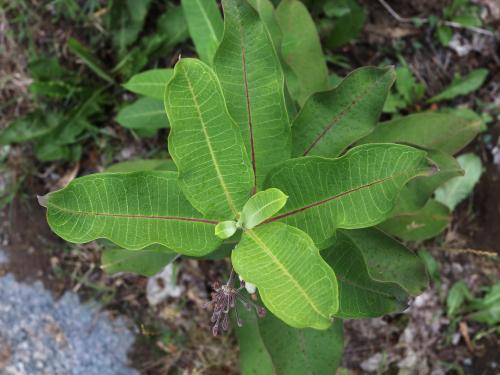 Asclépiade commune (Asclepias syriaca)_21