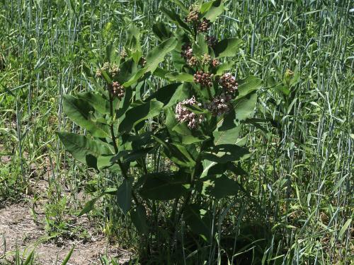 Asclépiade commune (Asclepias syriaca)_22