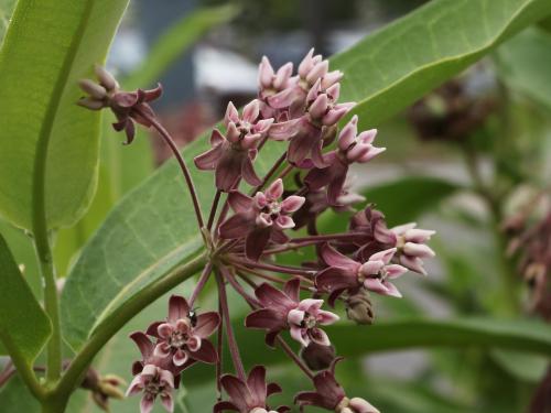 Asclépiade commune (Asclepias syriaca)_23