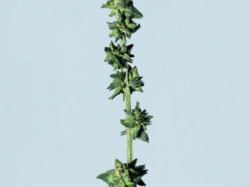 Arroche étalée(Atriplex patula)_4