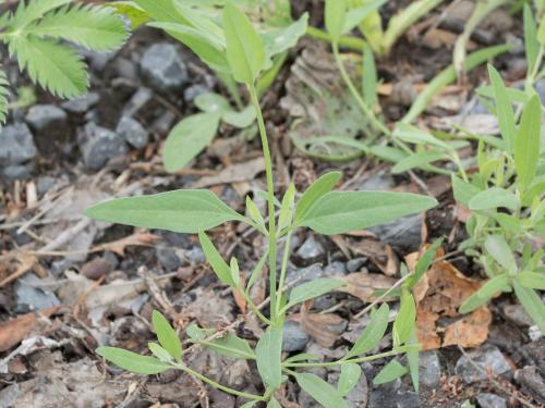 Arroche étalée(Atriplex patula)_11