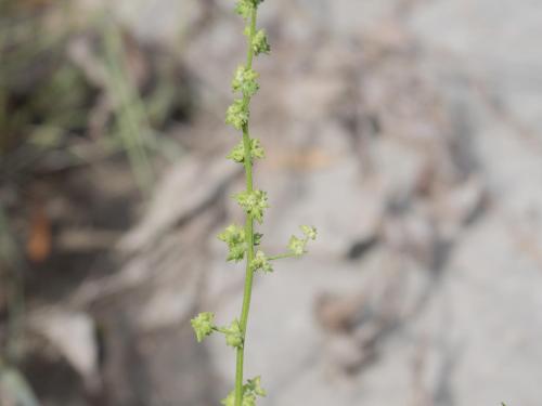 Arroche étalée(Atriplex patula)_16