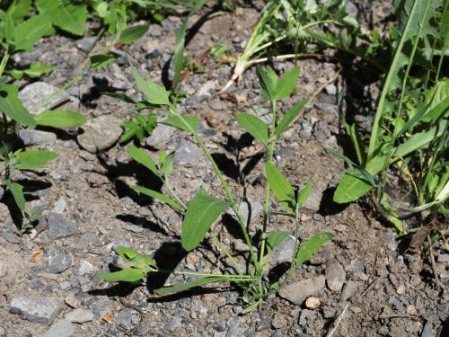 Arroche étalée(Atriplex patula)_20