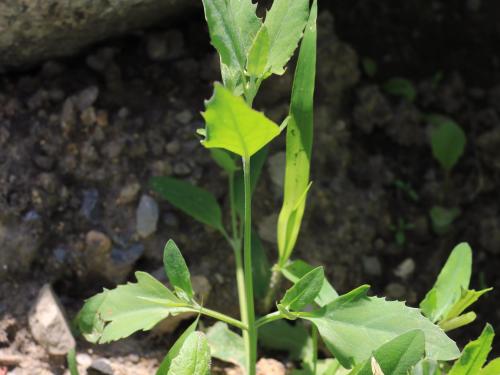 Arroche étalée(Atriplex patula)_21