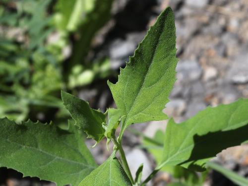 Arroche étalée(Atriplex patula)_22